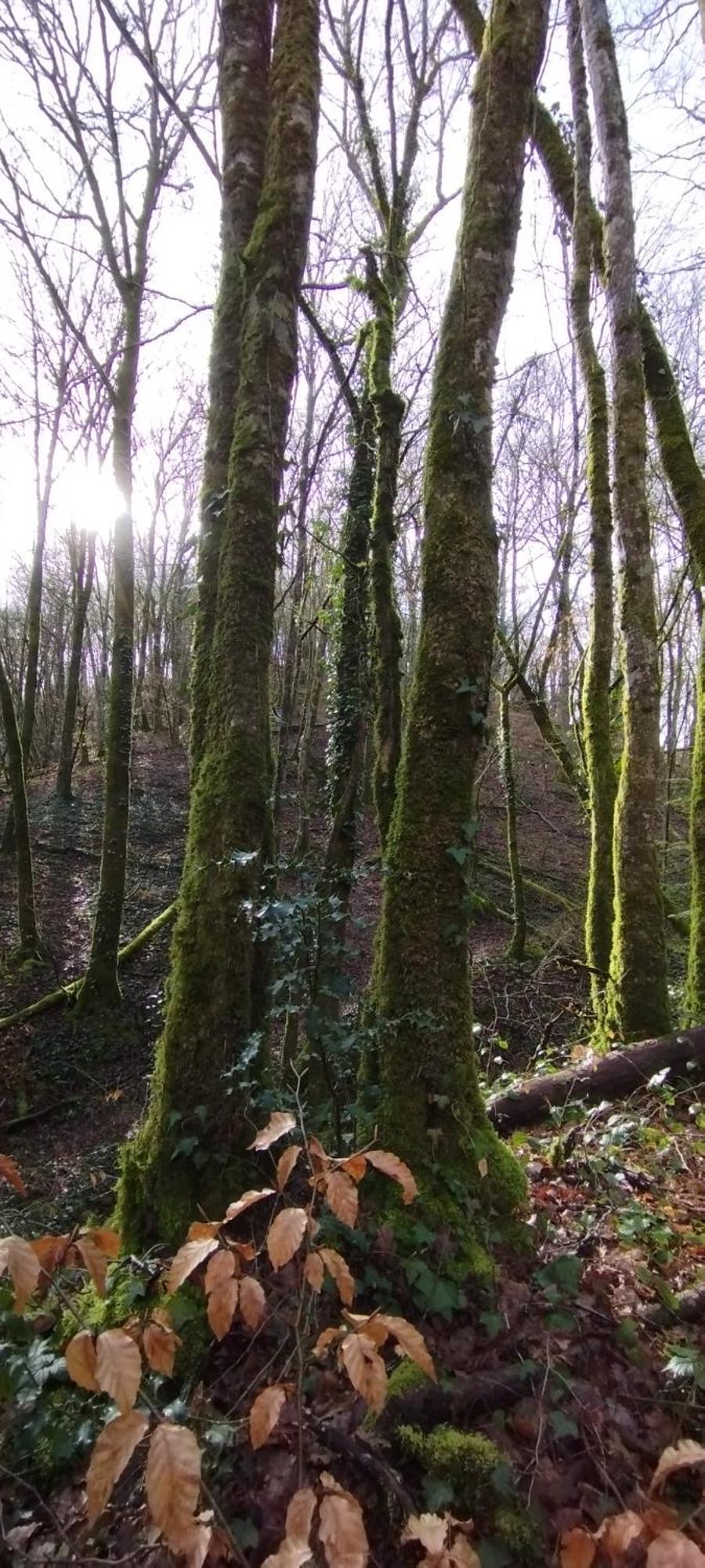 Вилла Gite L'Esprit Nature Naucelle Экстерьер фото